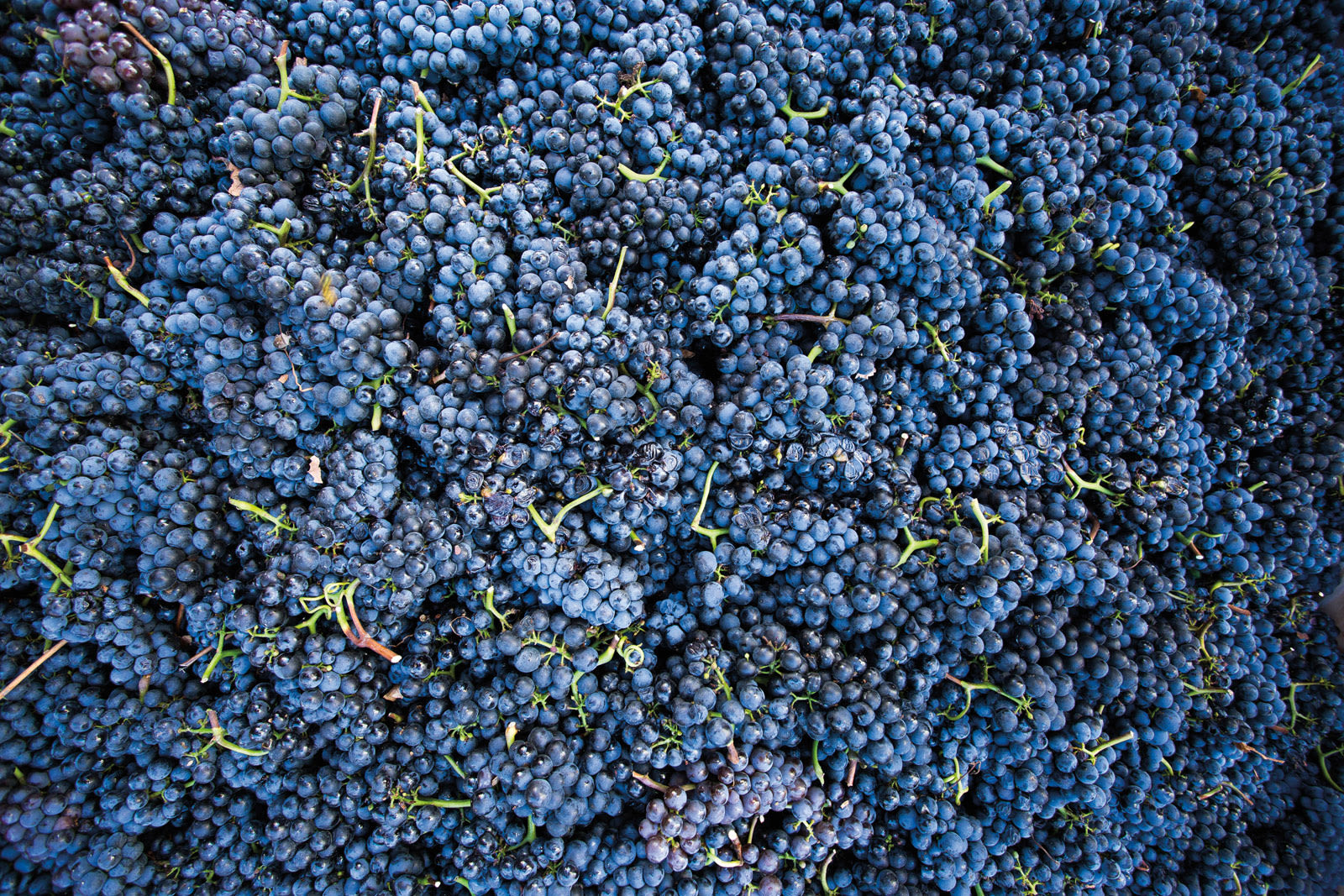 Oregon's 50 Best Wines 2014 Portland Monthly