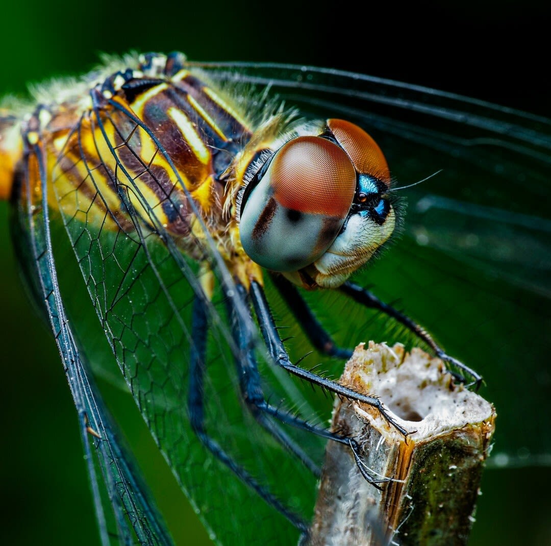 Blue Dasher Dragonfly Portrait by Christopher Harrington