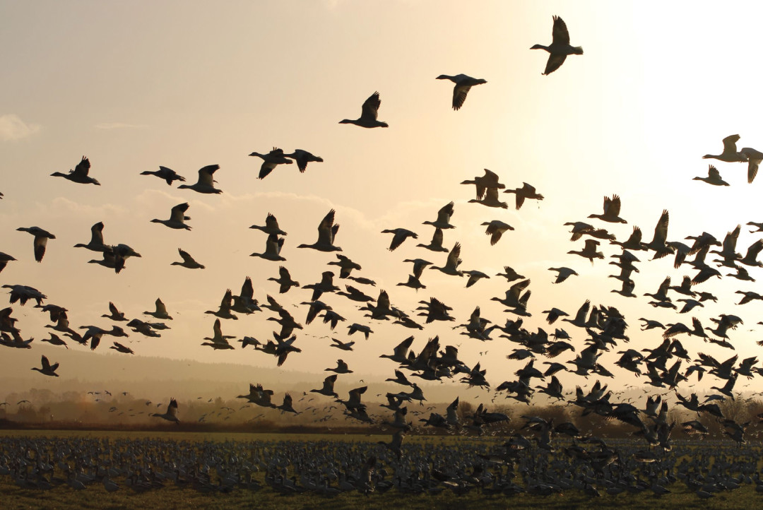 Geese by bob jensen mfluz1