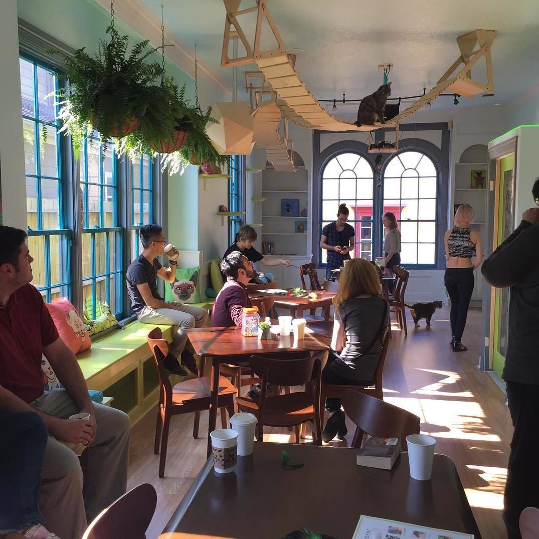 El Gato Cat Cafe And Cat Cottage Restaurants Houstonia Magazine