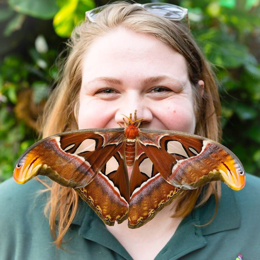 A smiling woman with an atlas moth perched on her nose.