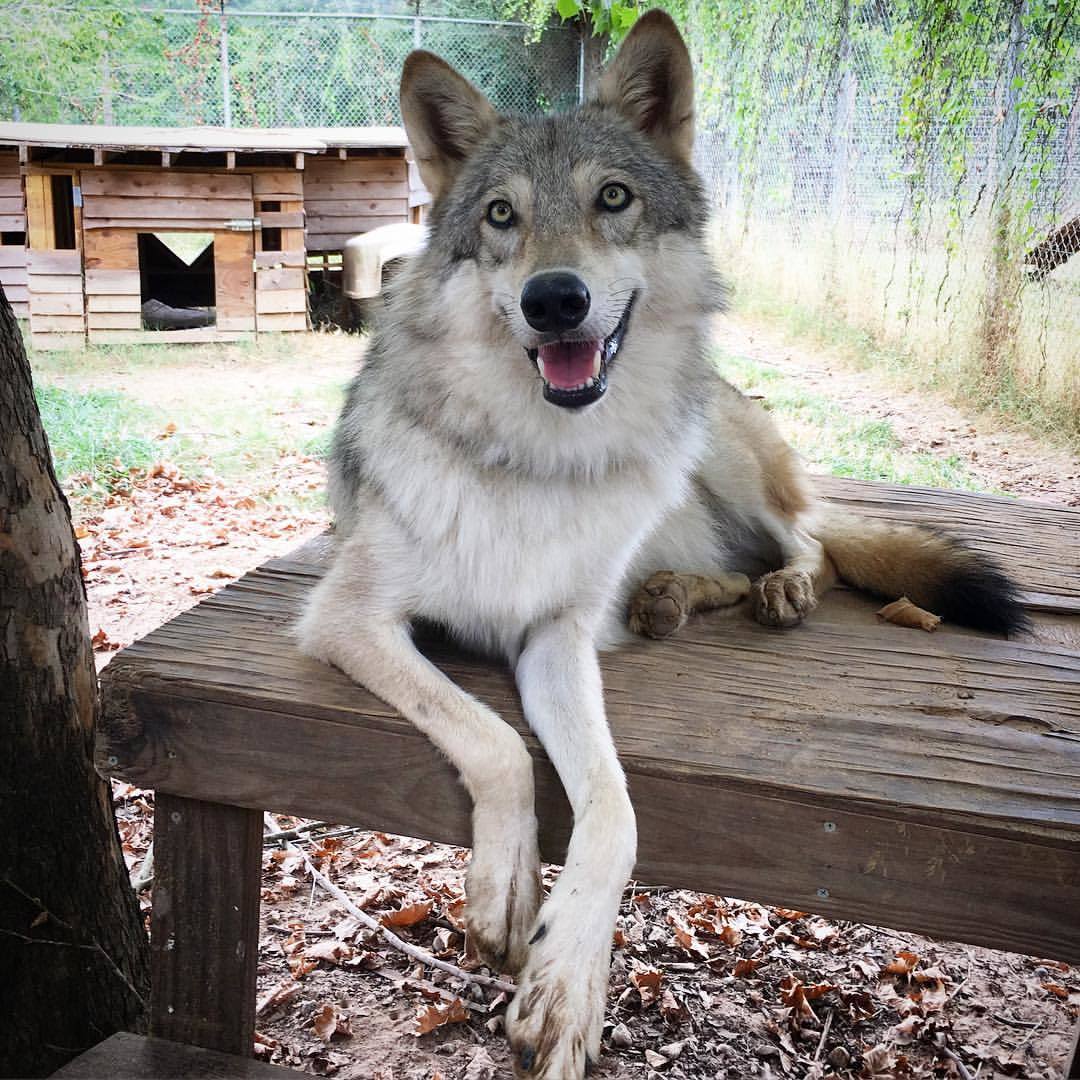 Lapua wolf emmtmj