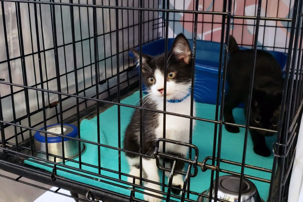 Cat Depot Rescues 24 Cats From Mississippi, Louisiana Shelters Cat Depot Rescues 24 Cats From Mississippi, Louisiana Shelters