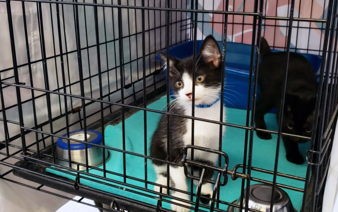 Two of the 22 kittens that recently arrived at Cat Depot.