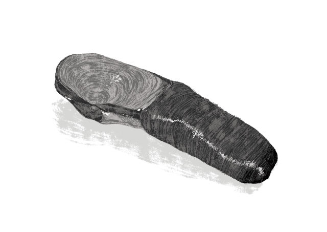 Geoduck ln1ygd