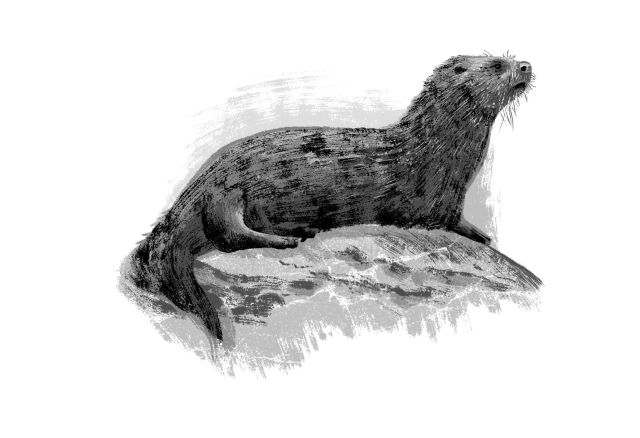 Sea otter etowce