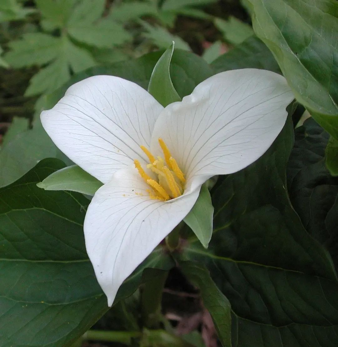 Trillium_ixan20 What to Do in Oregon in April