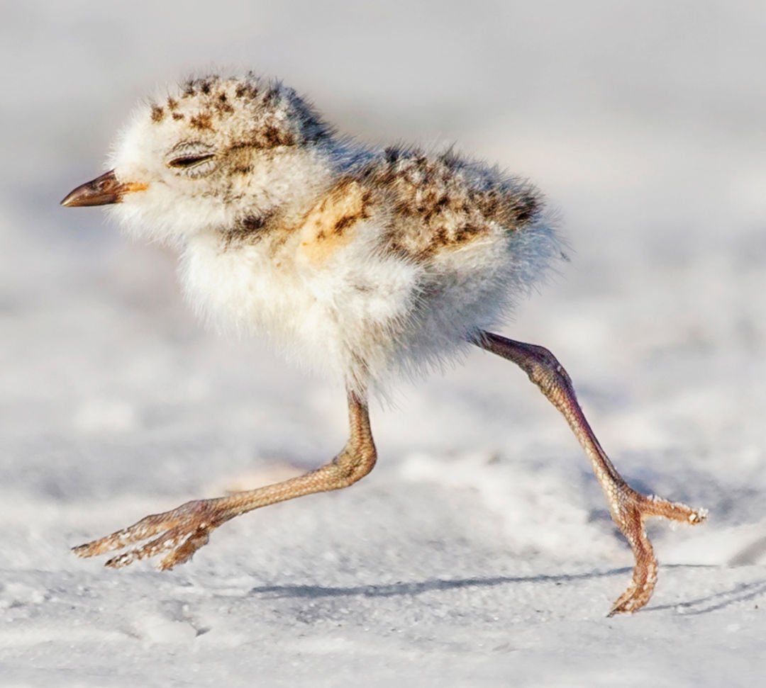 Shutterstock snowy plover kristian bell 147681158 cz2wra