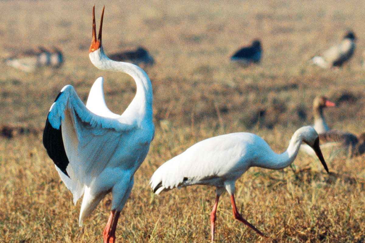 Dancing cranes are a wildlife spectacle for the ages, Words on Birds, Pikes Peak Courier