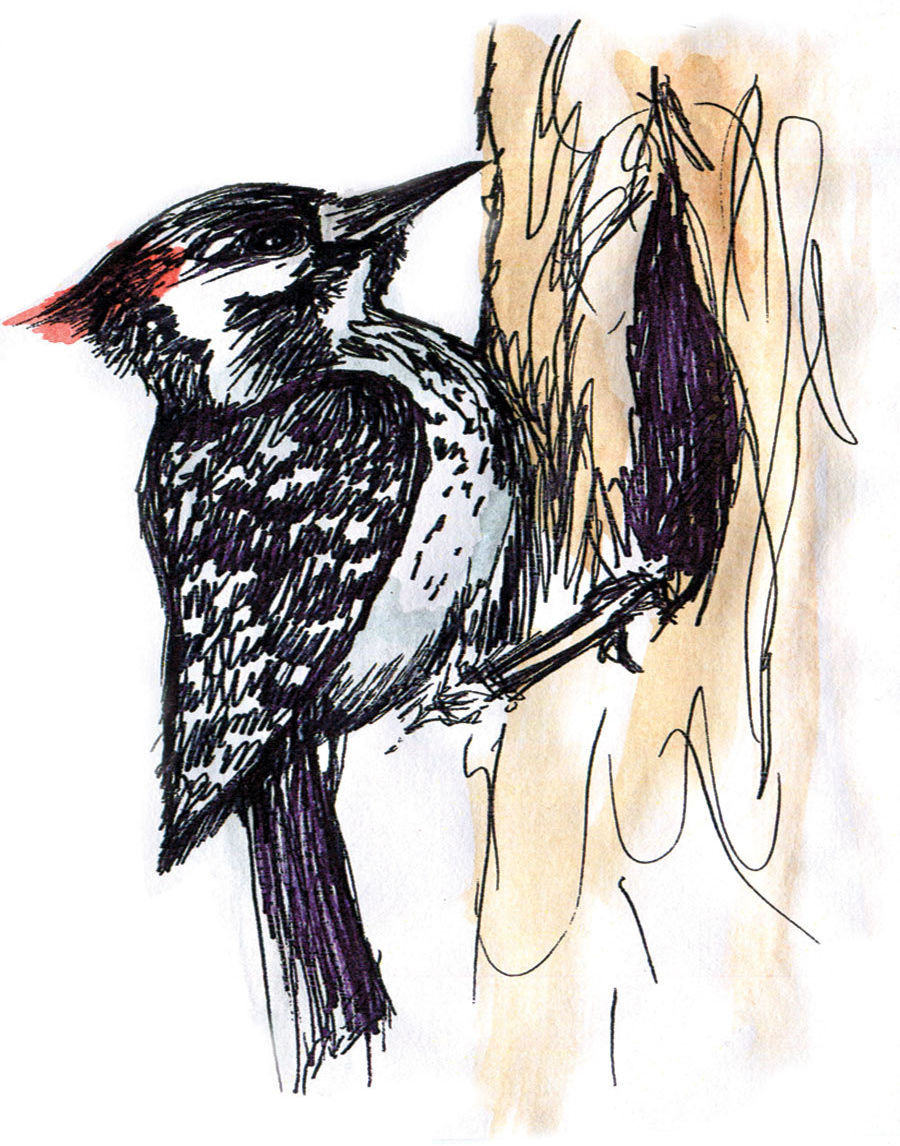 Woodpecker osytfl