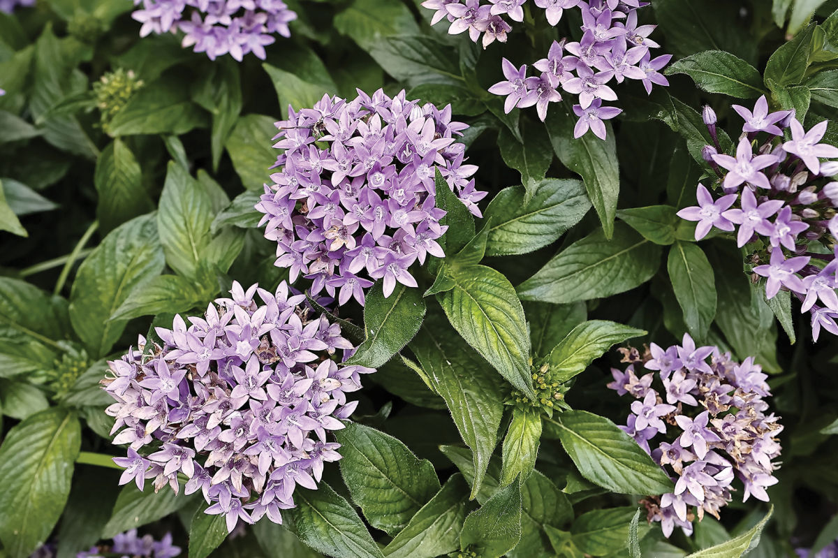 The Ultimate Houston Planting Guide