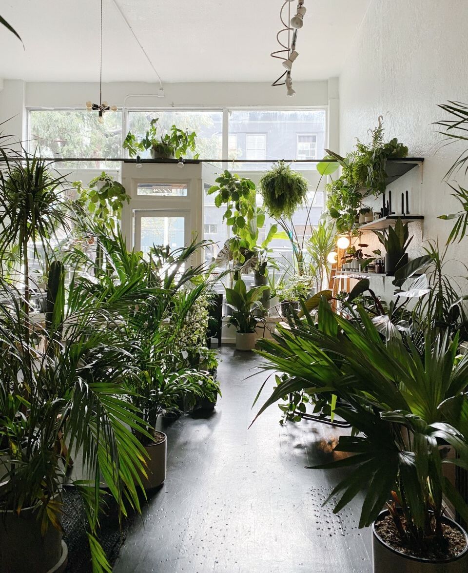 Best Plant Shops in Seattle | Seattle Met