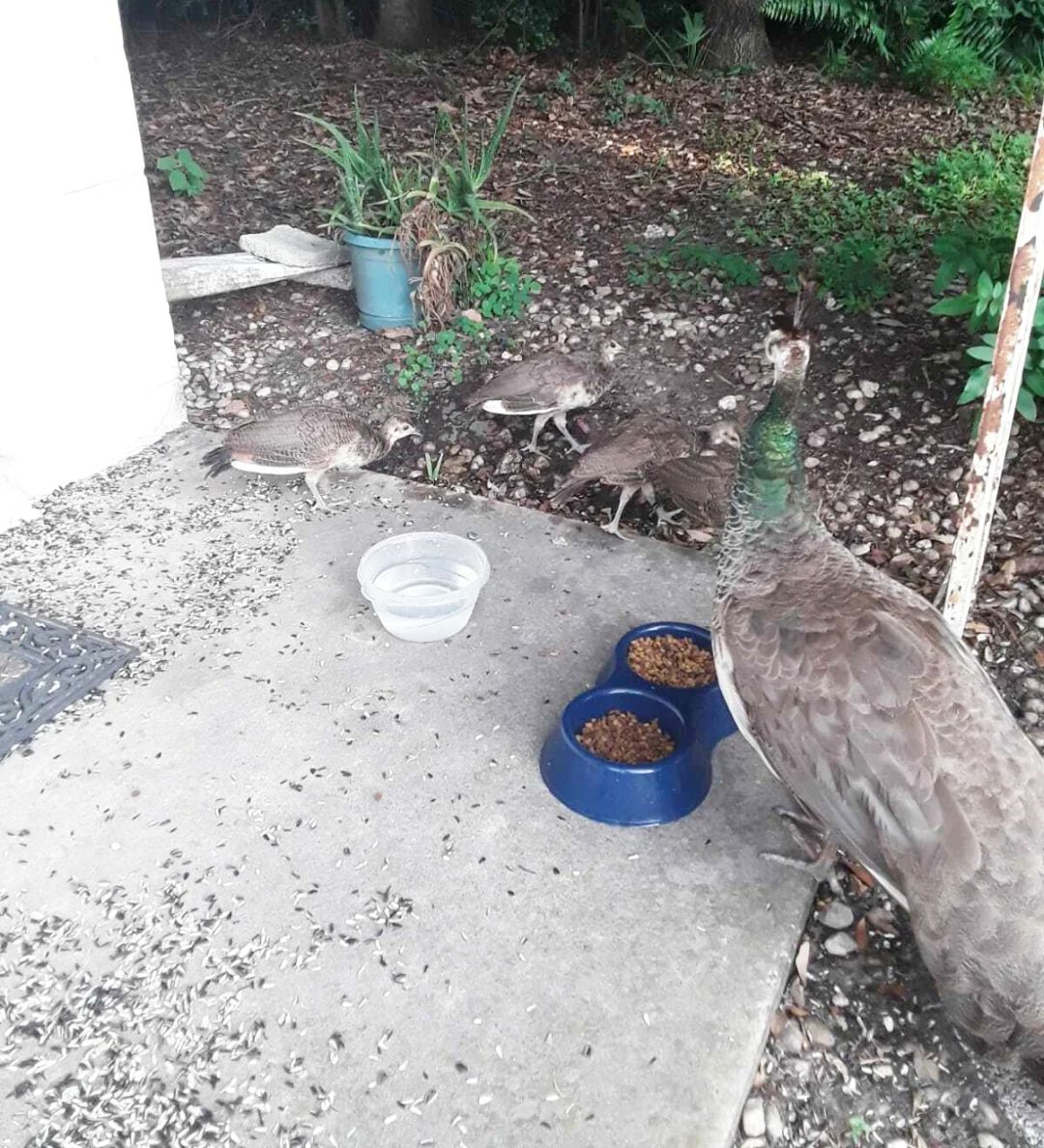 Peafowl chicks on Schlueb’s front lawn.