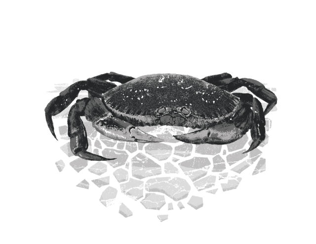 Crab dbwwhh