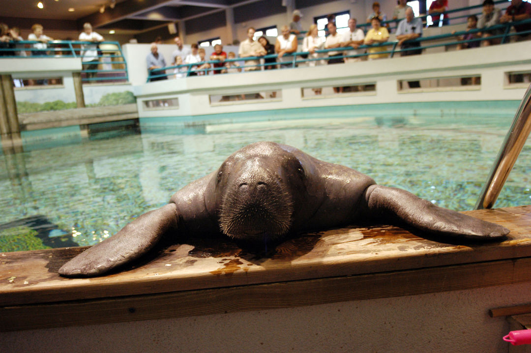 Snooty the manatee  south florida aquarium 2 s6omdq