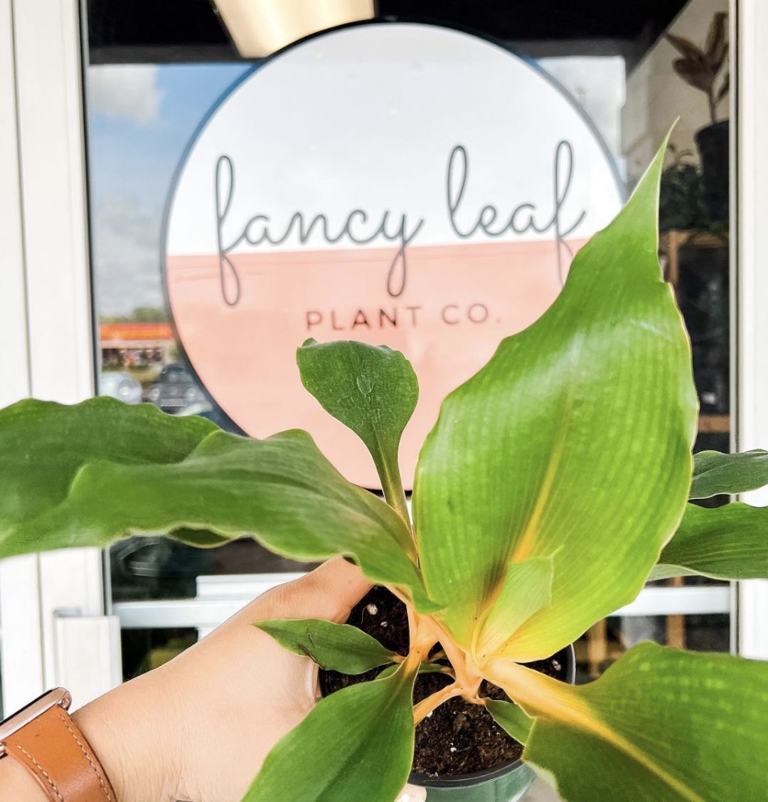 Fancy Leaf Plant Co. storefront