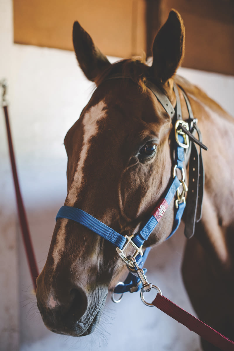 0816 horse healers gjaw26