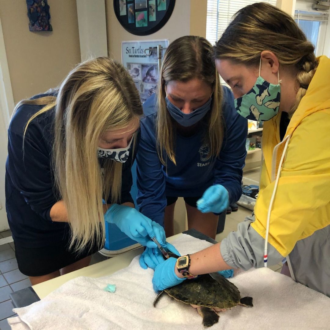 Mote staff members and interns care for one of the six Kemp's ridley sea turtles.