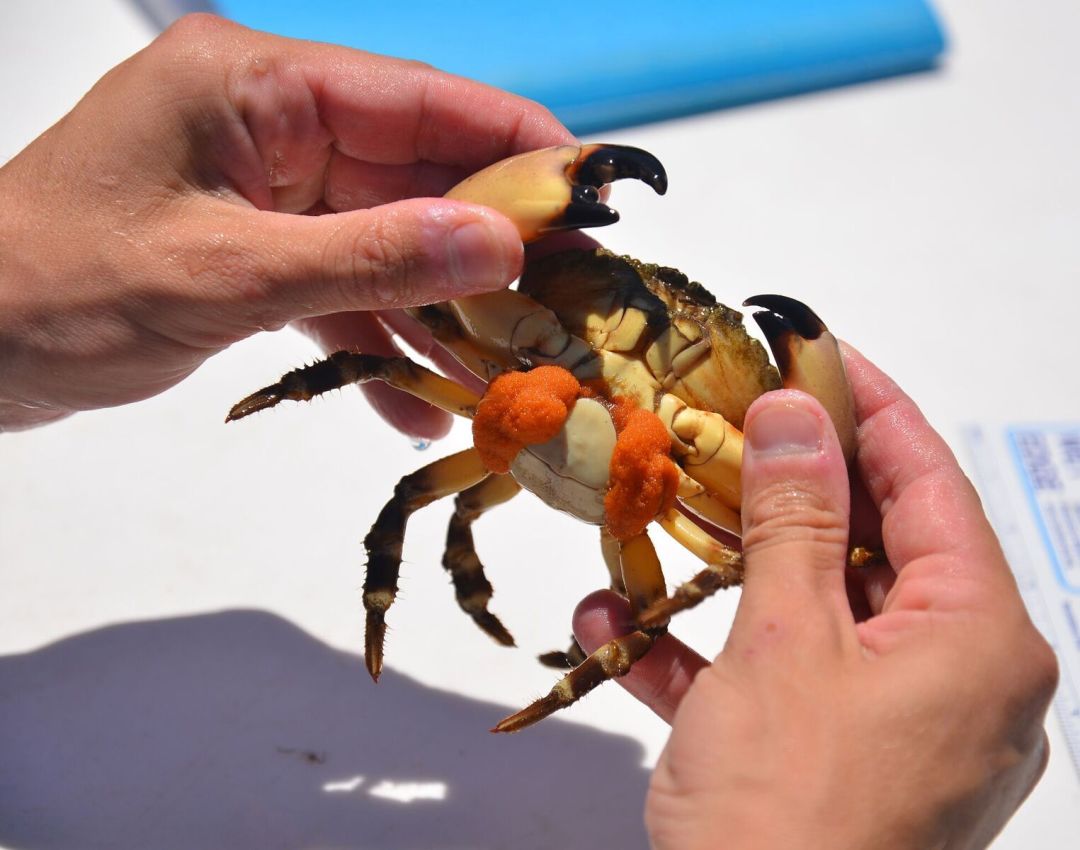 Stone crab rupabv