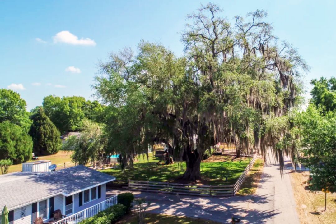 The oldest tree in Parrish, FL