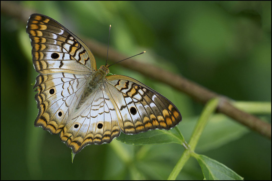 A butterfly at Selby Gardens' Historic Spanish Point Butterfly House.