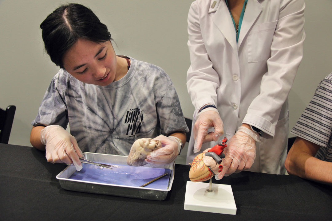 A child examines a real heart while wearing gloves. An adult doctor points to different parts of the heart on a plastic model.