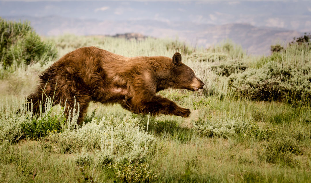 What to Do When You Encounter Wildlife on the Trail Park City Magazine