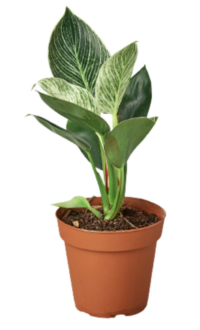 Philodendron Birkin