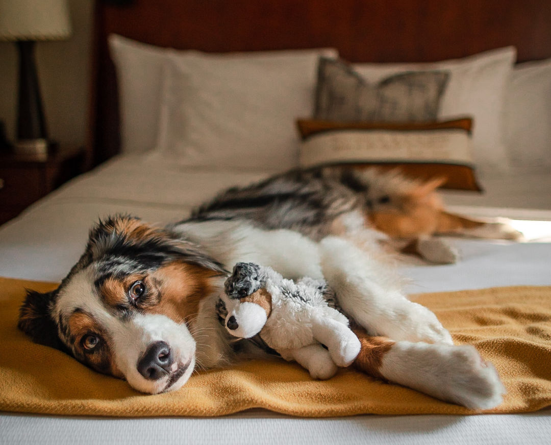 Best Pet-Friendly Hotels - Pet-Friendly Hotels Across the U.S.