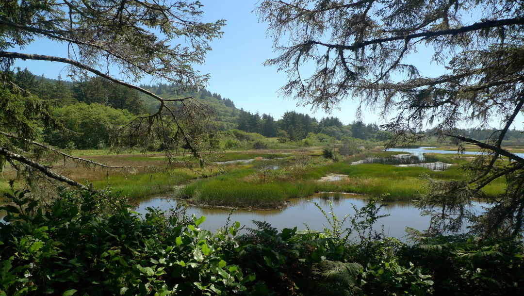 Sitka fresh water wetland 2 nmfn4t