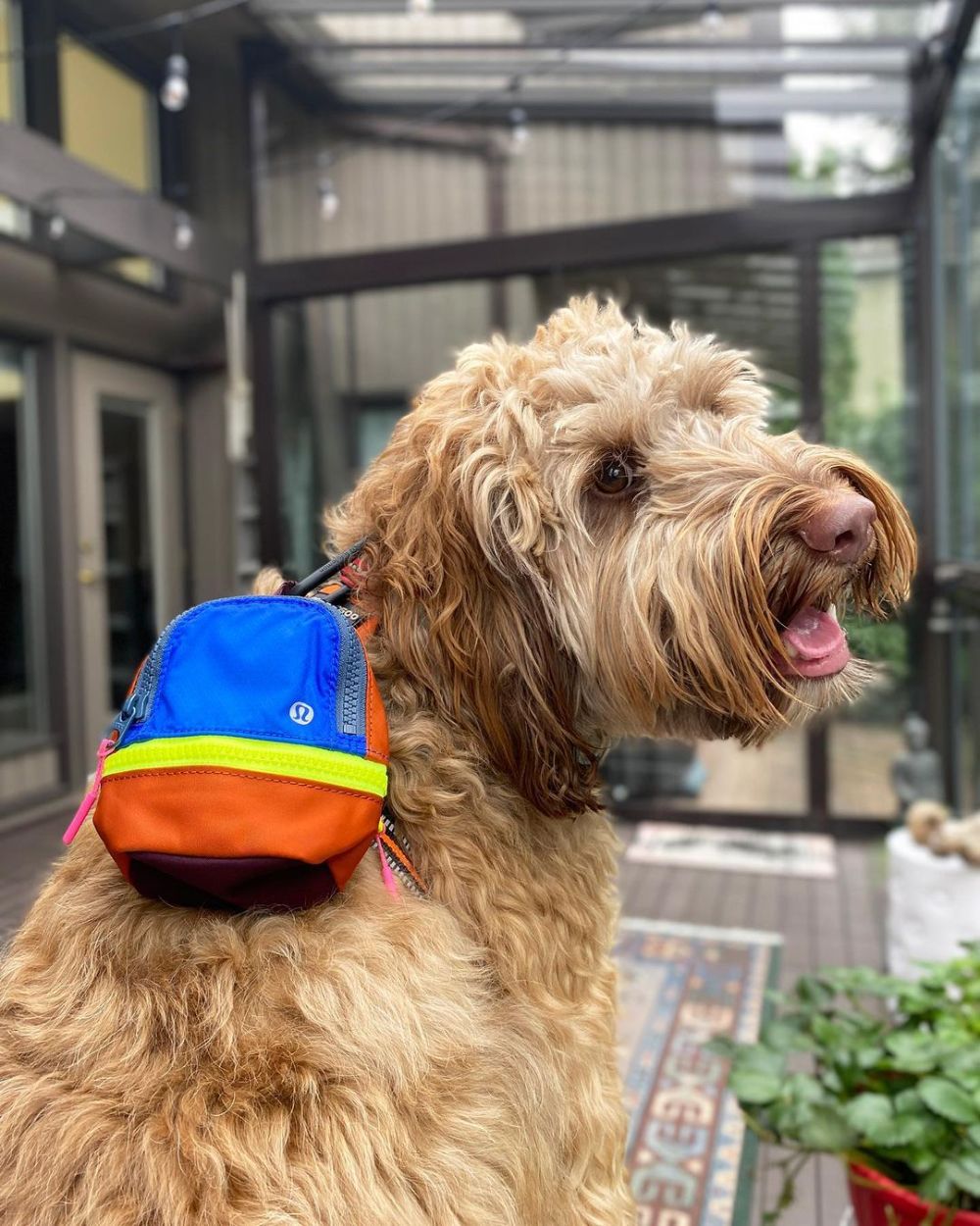 lululemon bag for dog