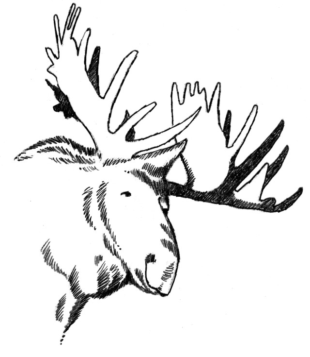 Moose qstz6w