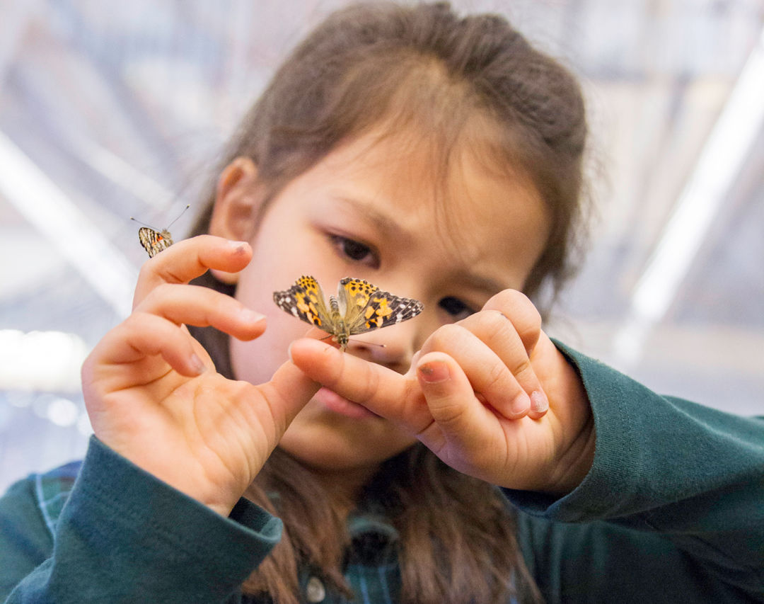Oes butterfly girl cybfkn