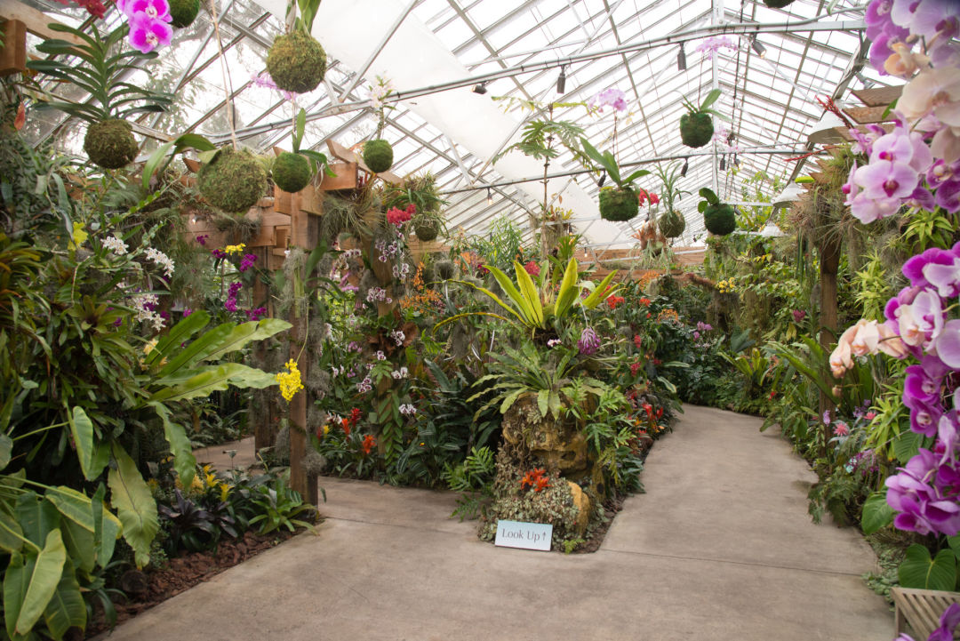 Selby Gardens Goes Elemental For Its Newest Orchid Show Sarasota