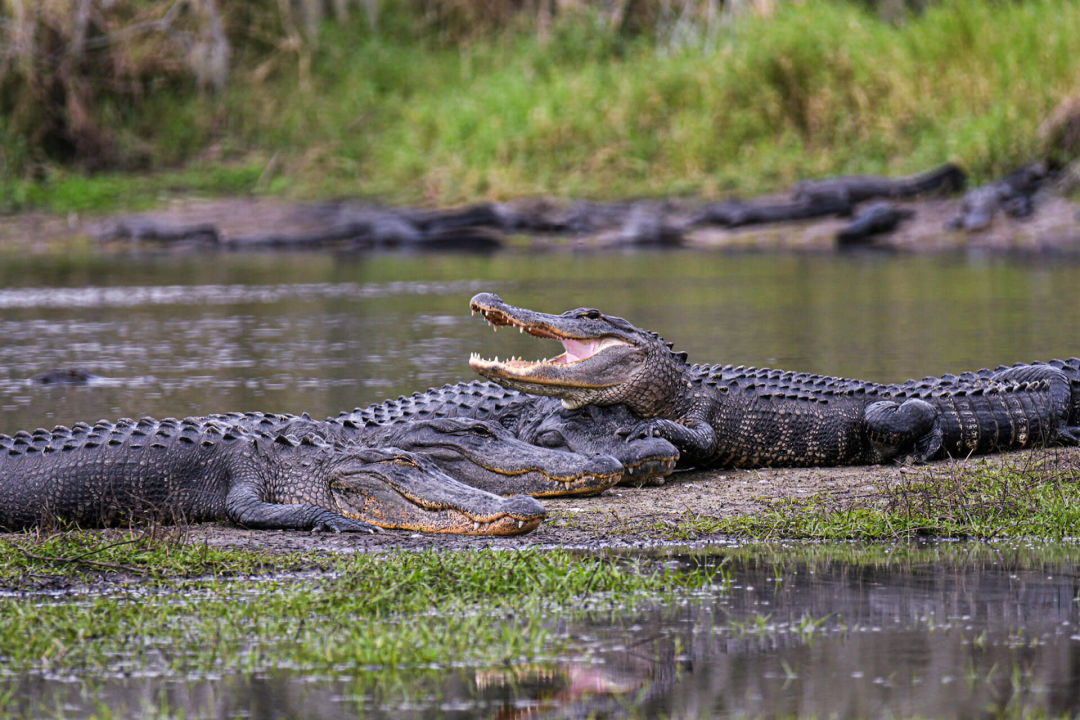 A group of gators sunbathing at Myakka River State Park.