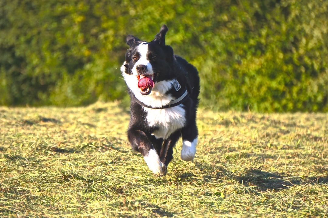 Dog c1y5em
