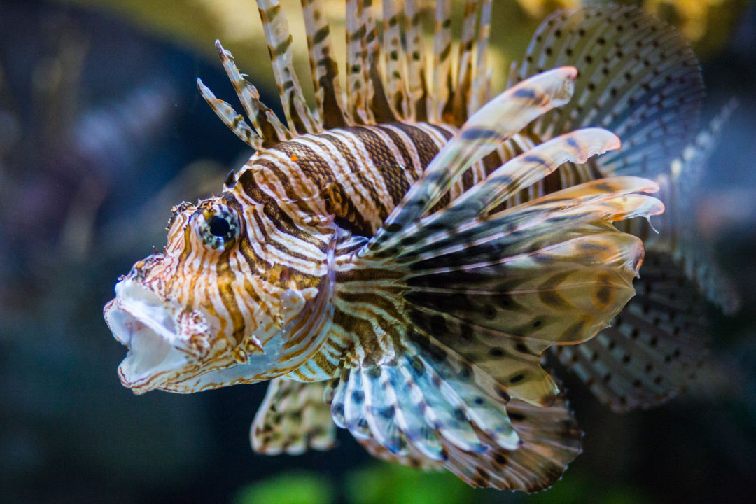 Lionfish