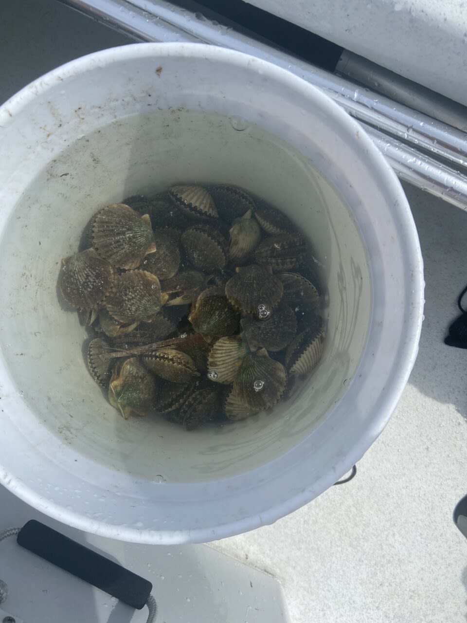 The scallop haul from a day at sea.