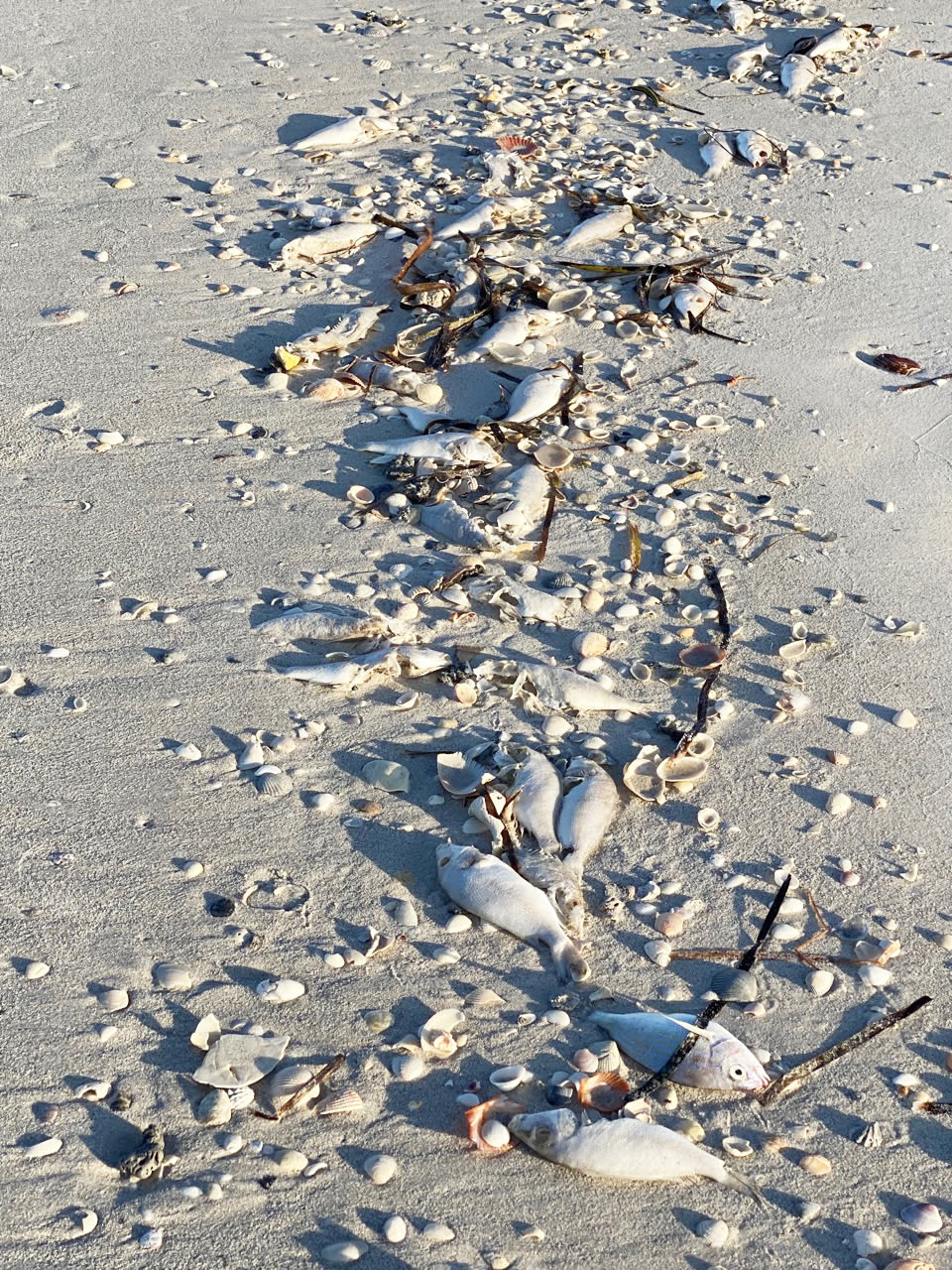 A fish kill on Whitney Beach on Longboat Key this weekend