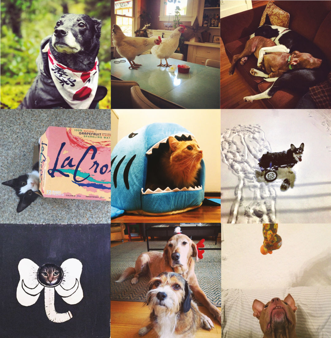 Pomo 0217 editors note pomo pets grouped 2 trerjl