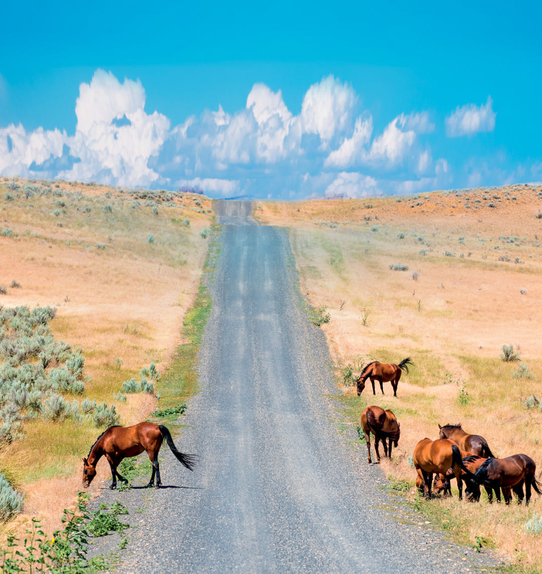 Does Oregon Have Too Many Wild Horses Portland Monthly