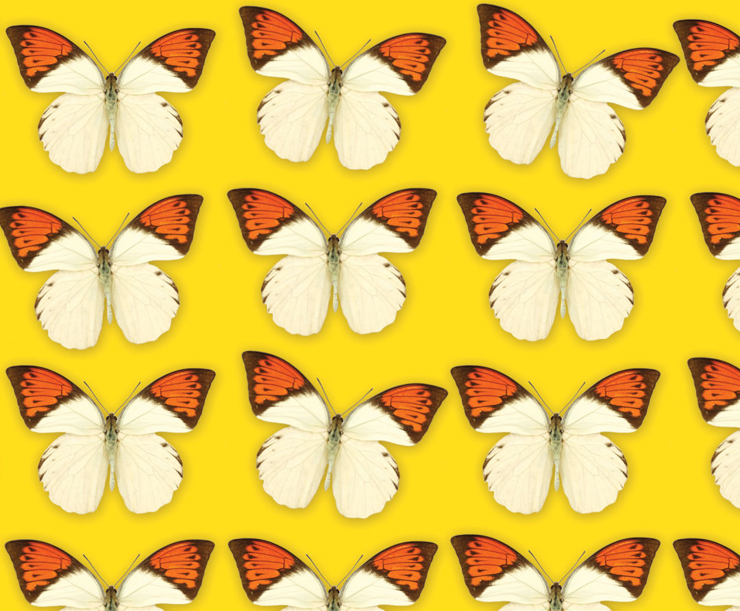 Butterflies 2 opdzyz