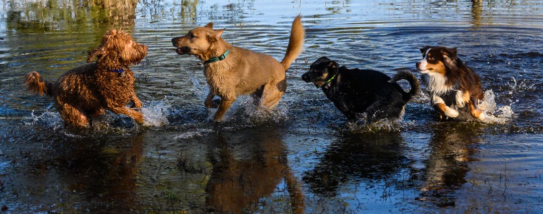 Best Off-Leash Dog Parks in Seattle and King County | Seattle Met