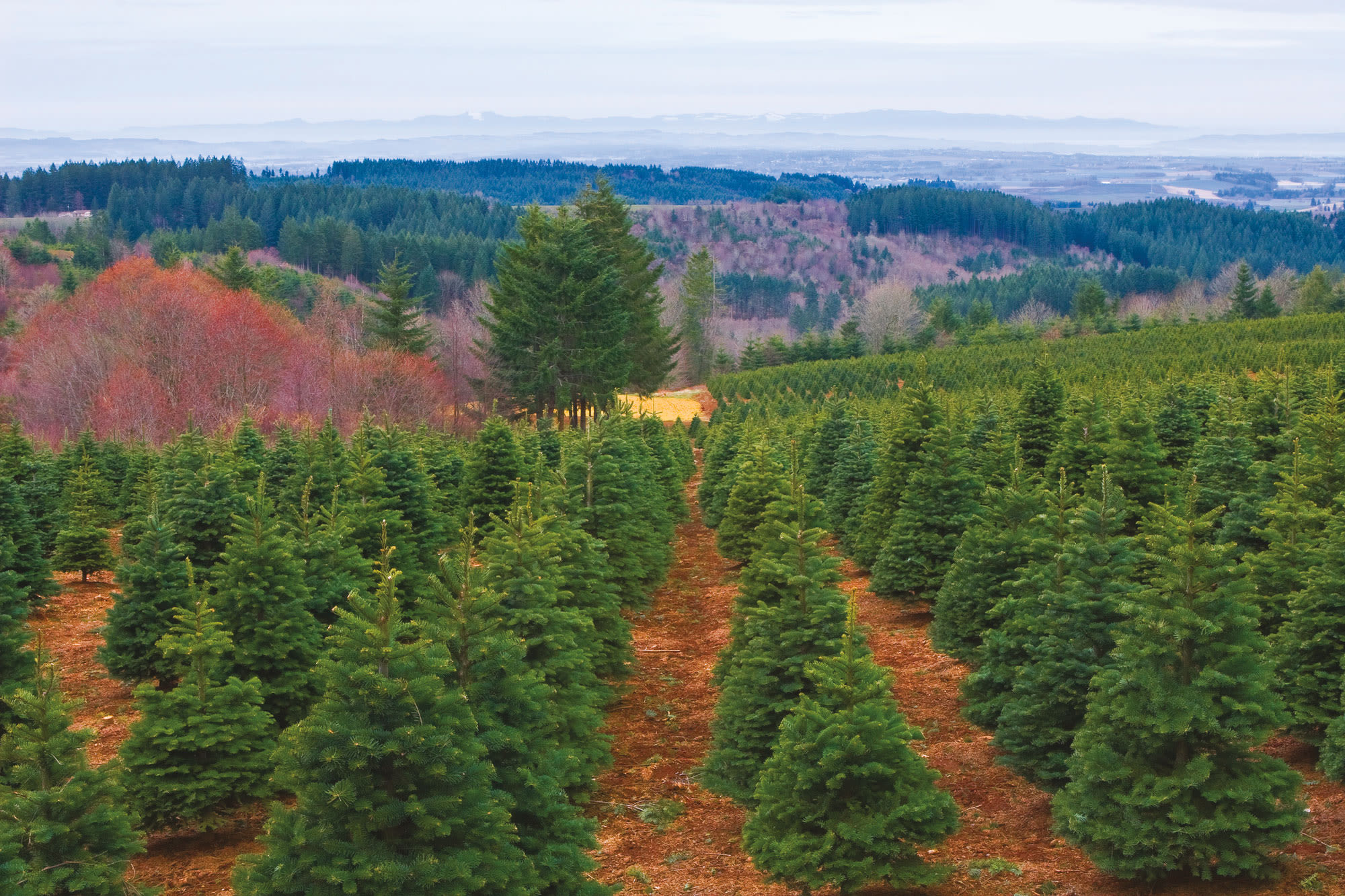 The Ultimate Guide to UCut Christmas Tree Farms Portland Monthly