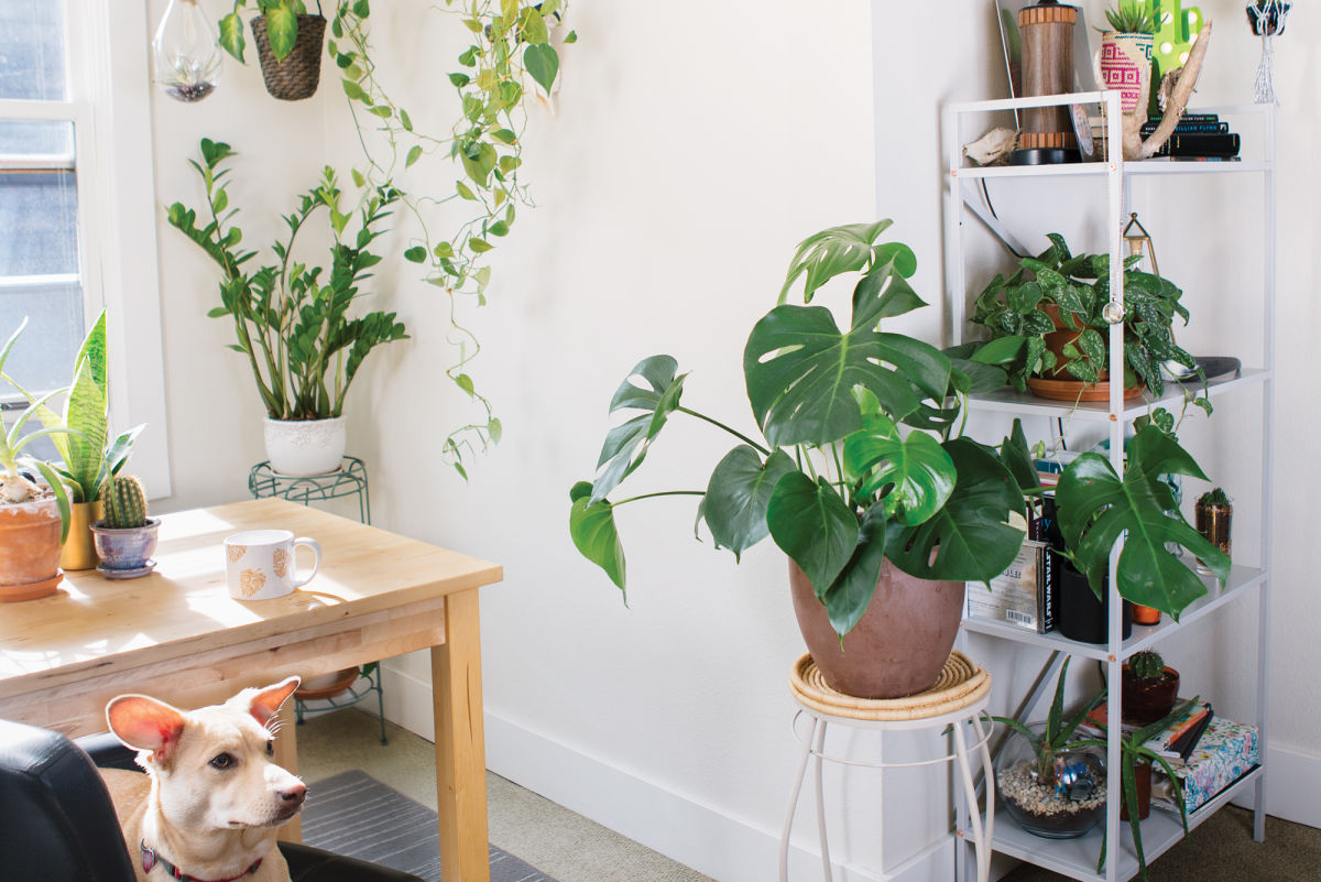 How to Keep Indoor Plants Seattle Met