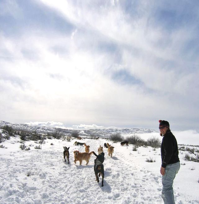 Park city winter 2013 mountain moguls doggy business dogs in snow xzhvgj