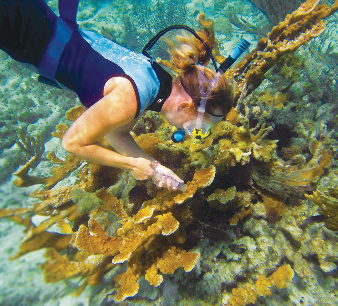 Staghorn Coral, Swim Free and Thrive!