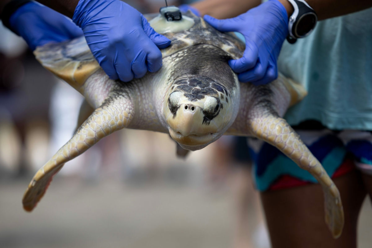 Oregon Zoo releases not-so-tiny turtles back to the wild