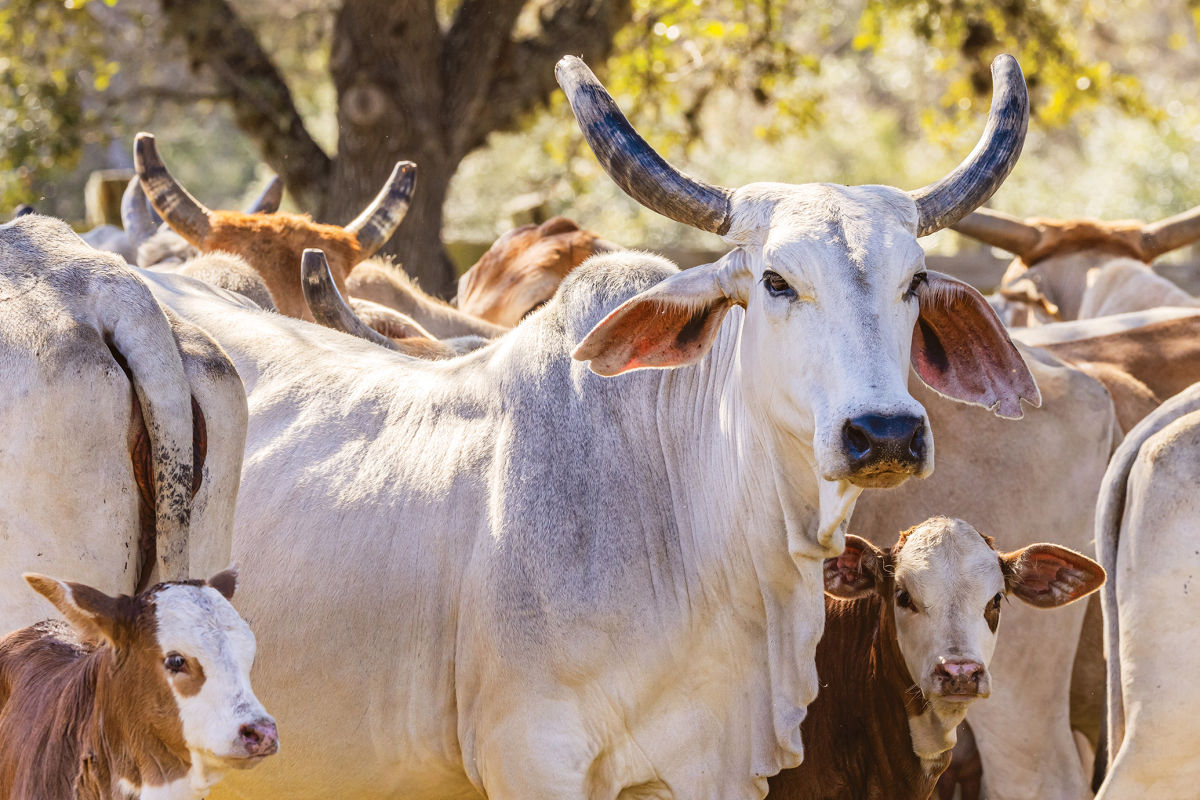 Why Semen Is the Hottest Commodity at the Houston Rodeo