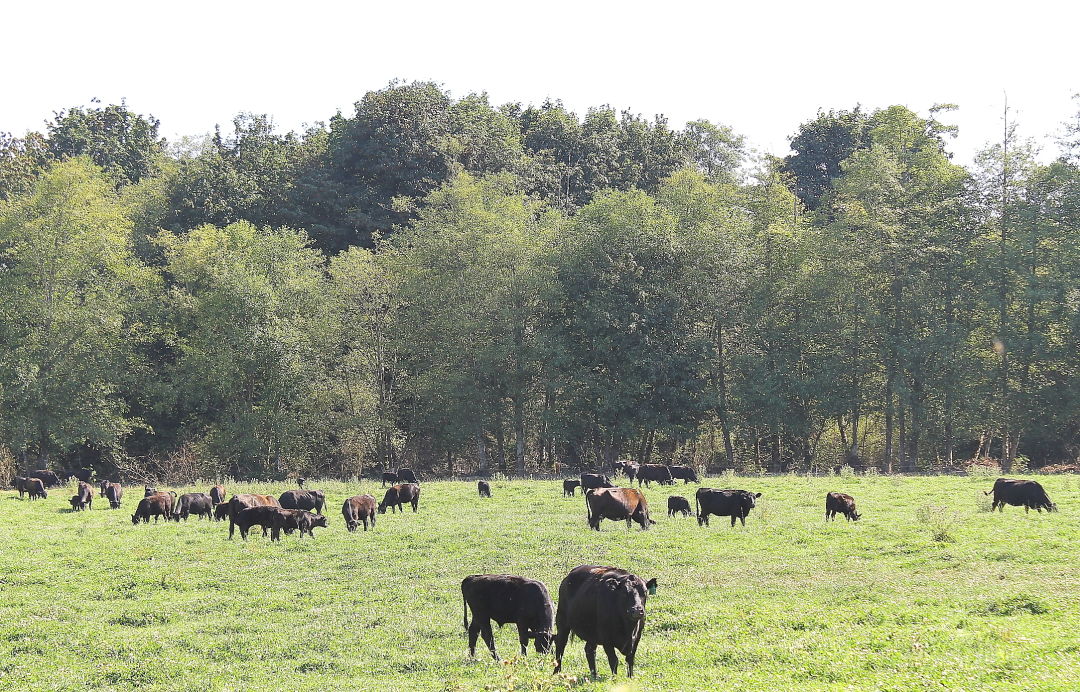 Angus wagyu cows tj77vk